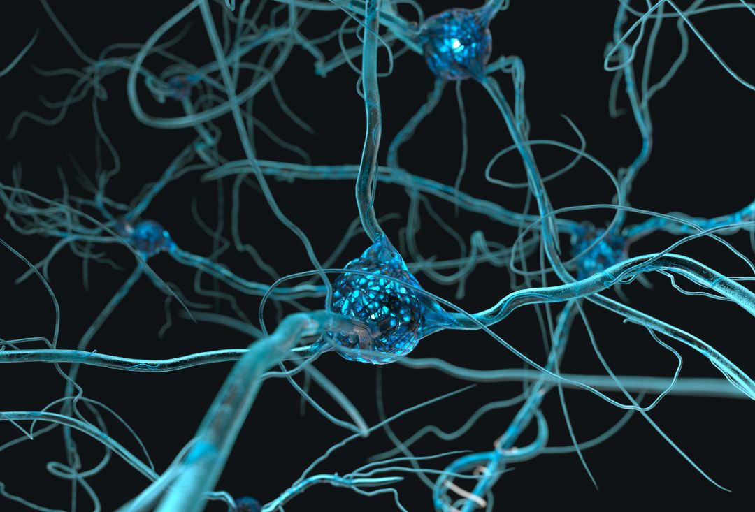 Sistema neuronal. Sistema neuronal.
