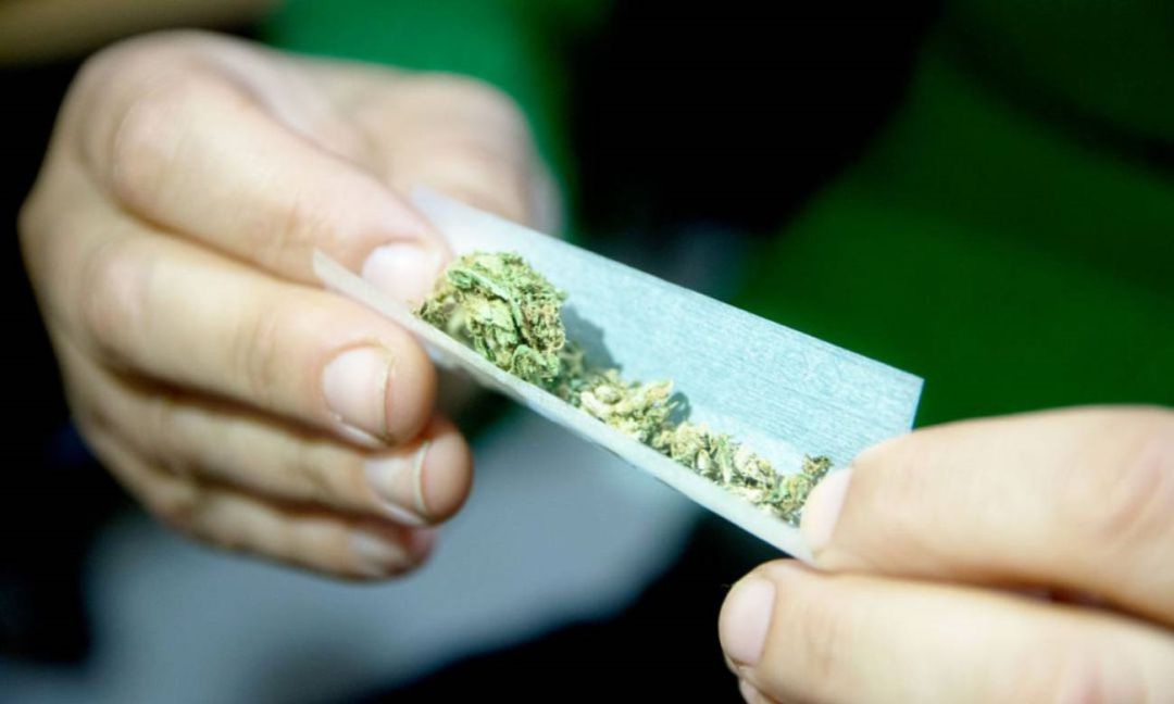 Cannabis Cannabis