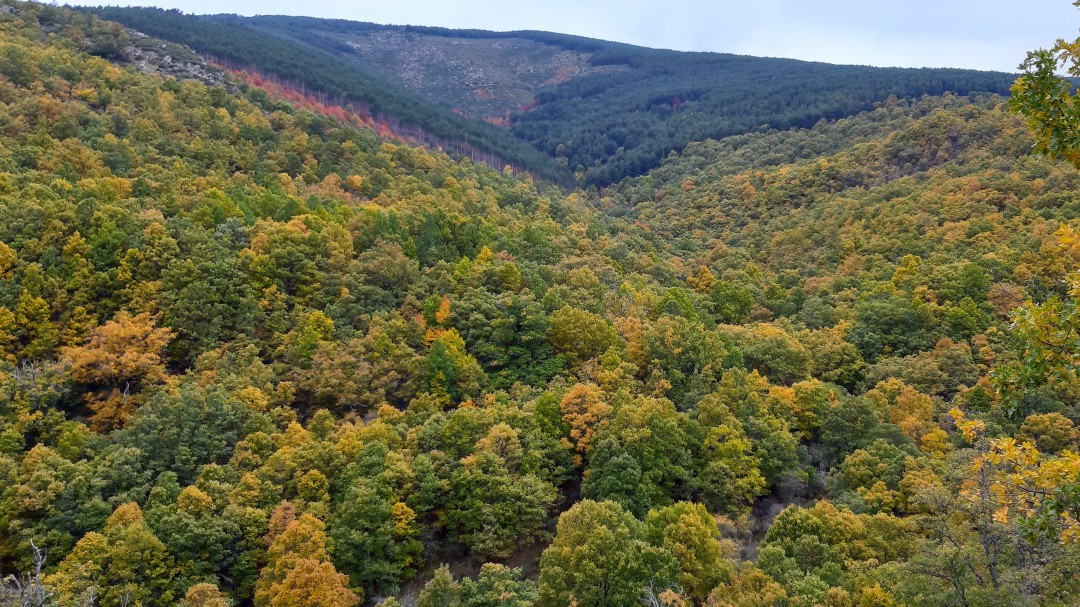 La reducción de hectáreas reforestadas y árboles marcan el Día Internacional de los Bosques