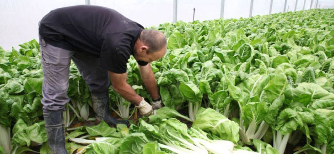 Un agricultor fuenlabreño recoge las acelgas de su invernadero Un agricultor fuenlabreño recoge las acelgas de su invernadero