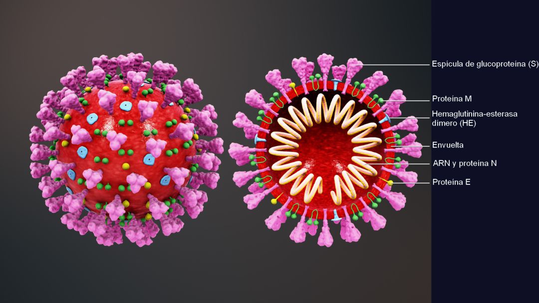 Coronavirus Coronavirus