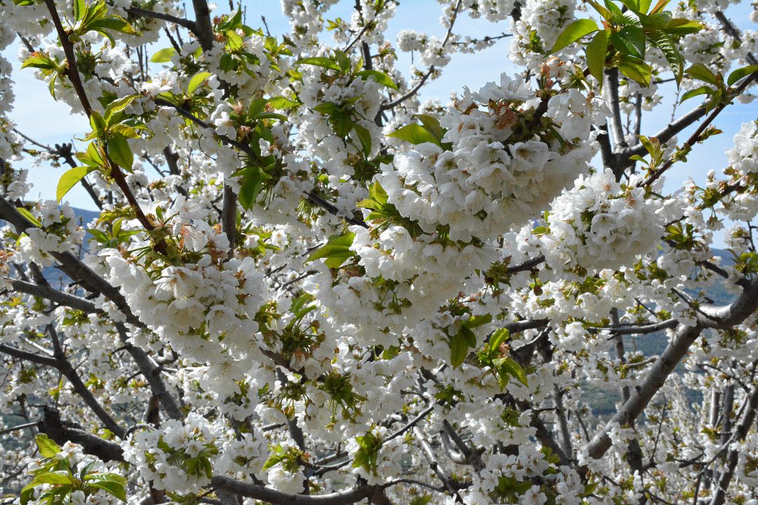 Cerezos en flor en el Valle del Jerte Cerezos en flor en el Valle del Jerte