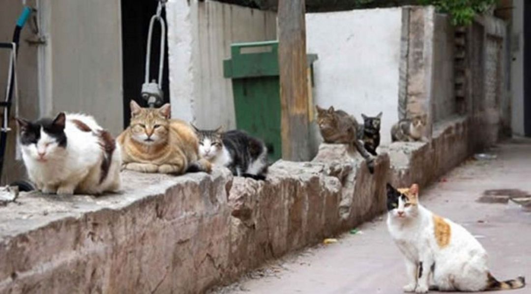 colonia de gatos colonia de gatos