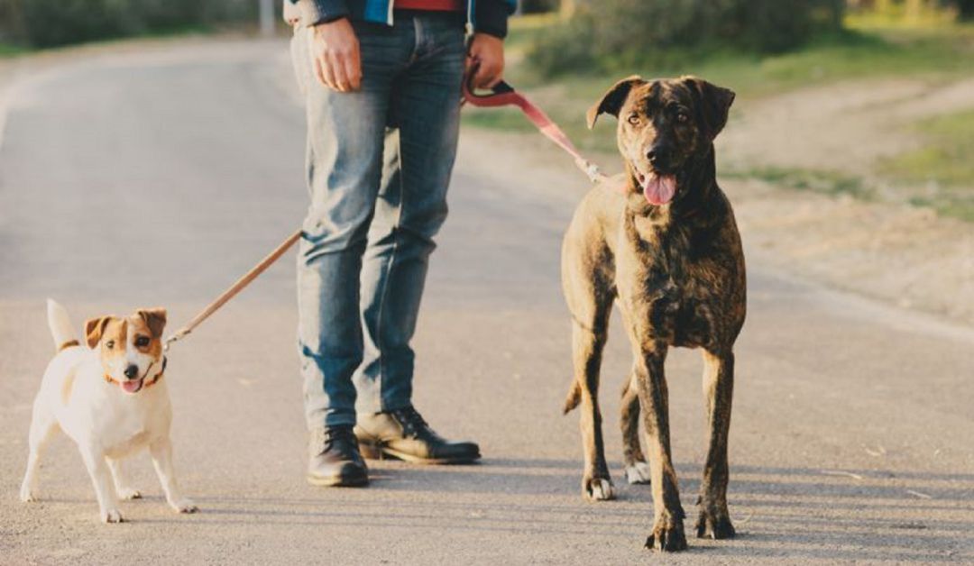 Perros Perros