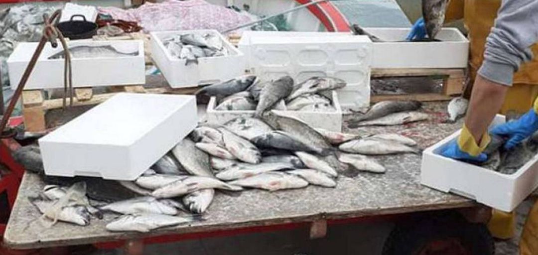 Captura cofradía de pescadores del Grau Captura cofradía de pescadores del Grau