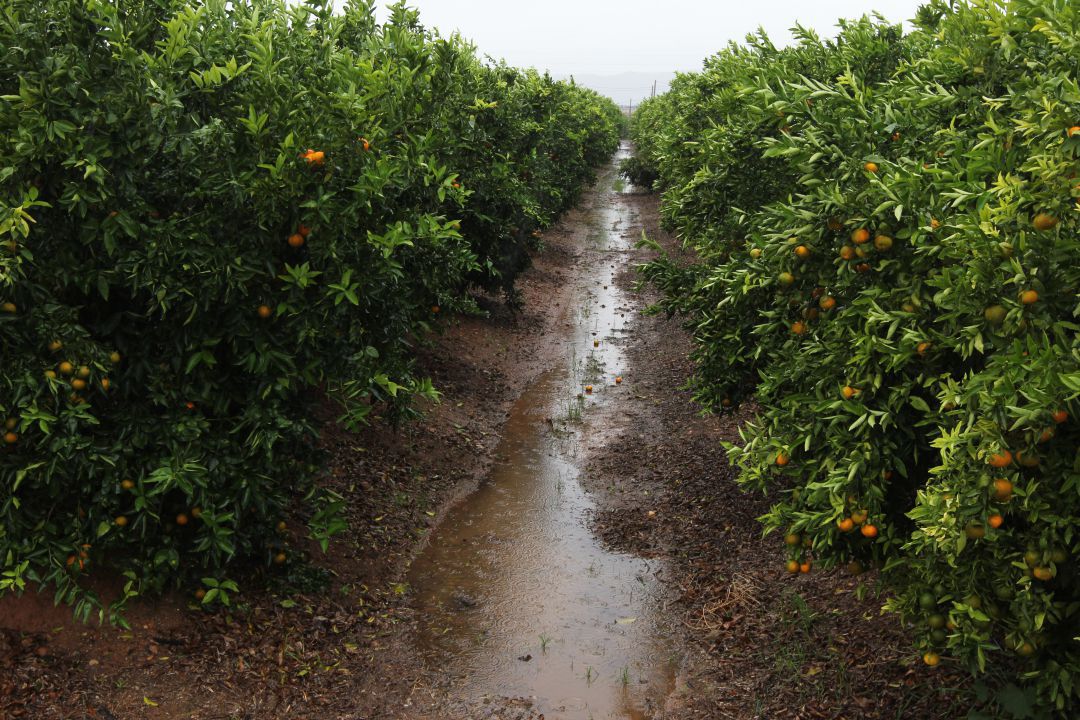 Las lluvias de estos días son beneficiosas para los cítricos. Las lluvias de estos días son beneficiosas para los cítricos.