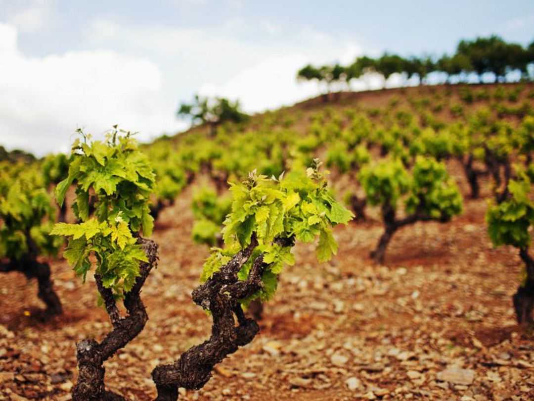 Las tareas agrícolas en el viñedo se pueden realizar evitando las cuadrillas Las tareas agrícolas en el viñedo se pueden realizar evitando las cuadrillas