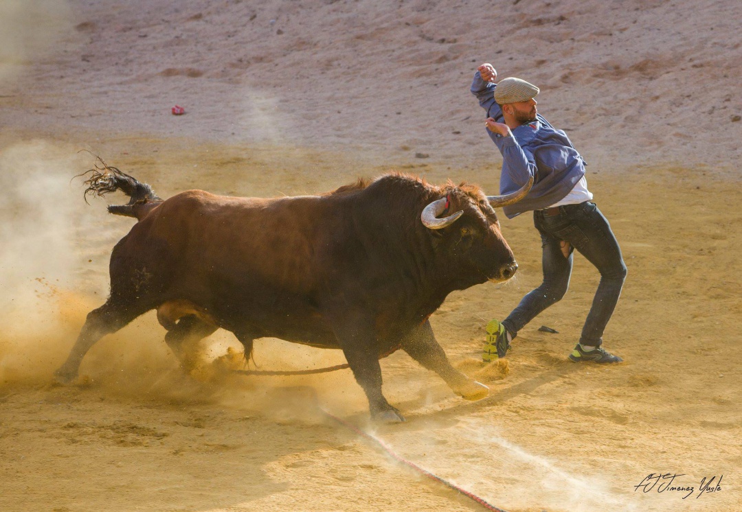 Un aficionado recorta un toro en las fiestas de San Marcos Un aficionado recorta un toro en las fiestas de San Marcos