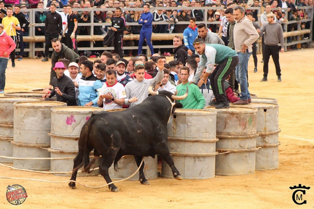 Un grupo de aficionados citan a una res tras los bidones en San Marcos de Arroyo del Ojanco Un grupo de aficionados citan a una res tras los bidones en San Marcos de Arroyo del Ojanco