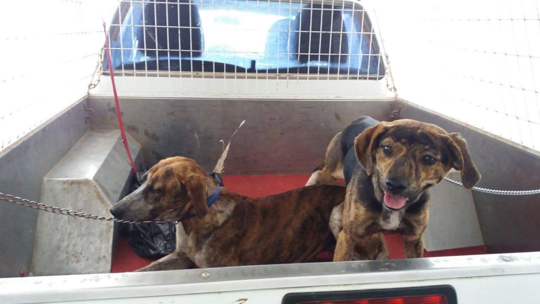 Perros abandonados en Famara. Perros abandonados en Famara.