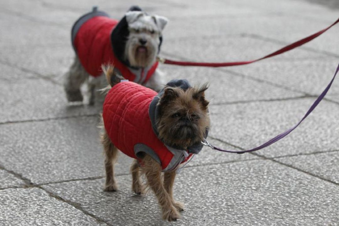 La ordenanza recuerda las restricciones de los paseos con las mascocas La ordenanza recuerda las restricciones de los paseos con las mascocas
