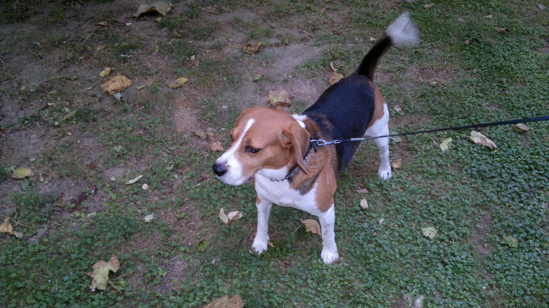 El colmo de la picaresca: adoptar un perro para salir de casa