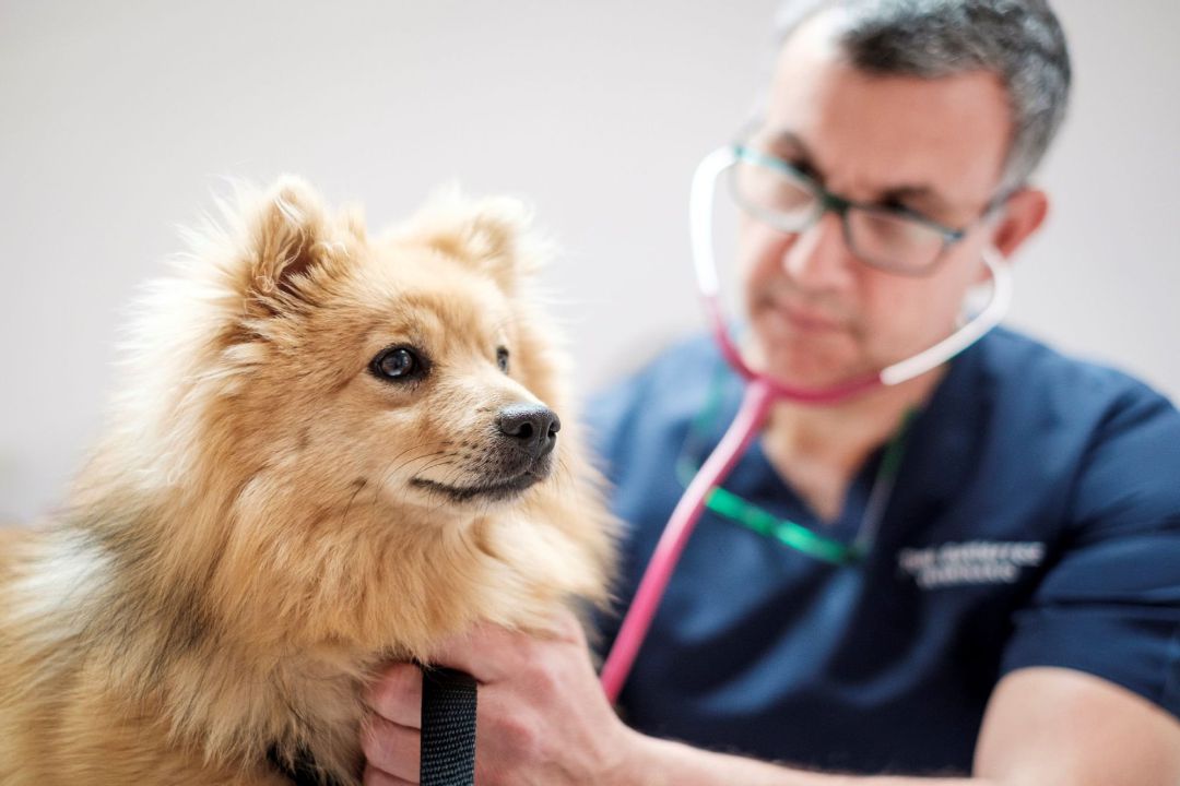 Un veterinario atiende a un perro en una clínica veterinaria Un veterinario atiende a un perro en una clínica veterinaria