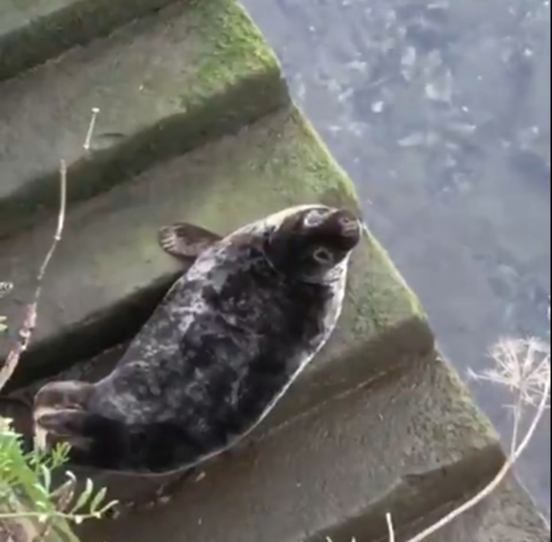 Una foca descansa en la orilla del río Urumea Una foca descansa en la orilla del río Urumea