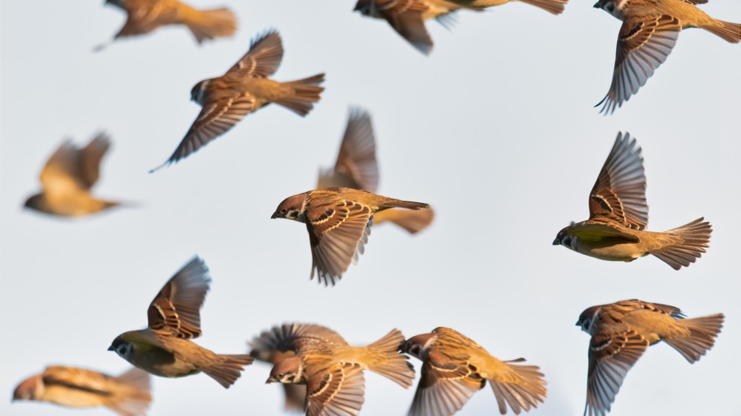 Tu casa, un observatorio de pájaros