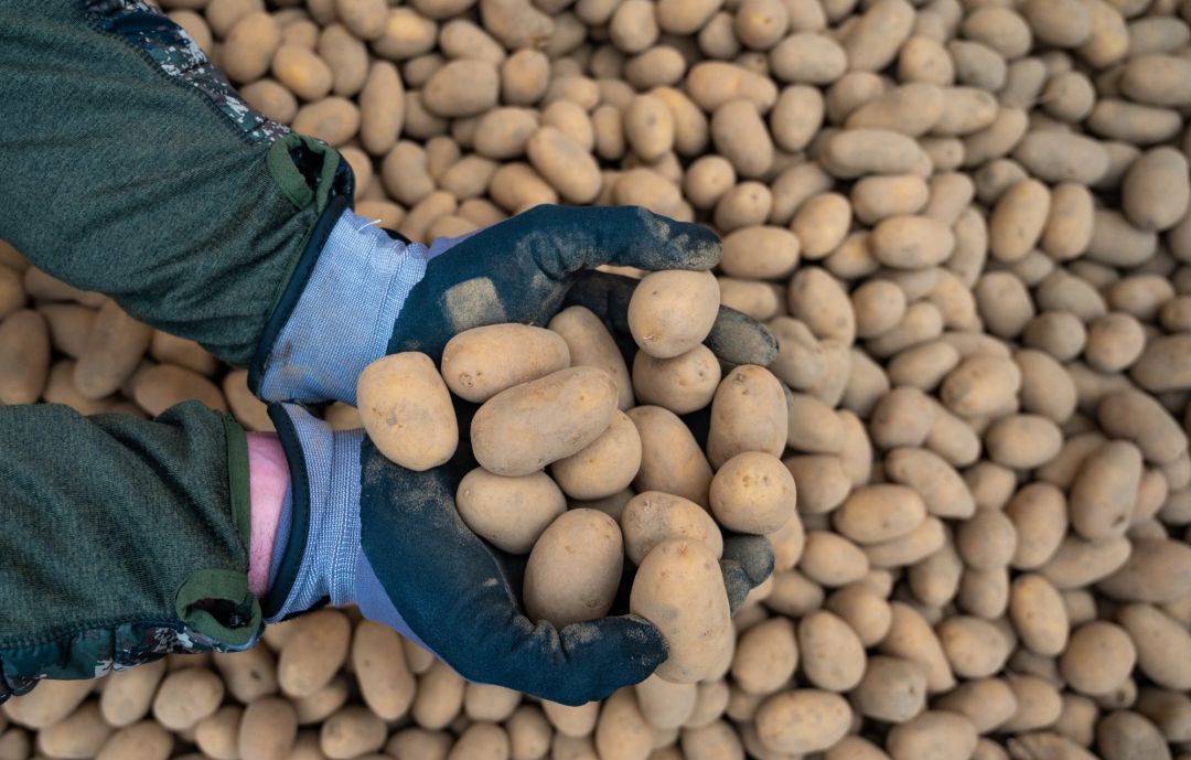 Patatas
Patatas