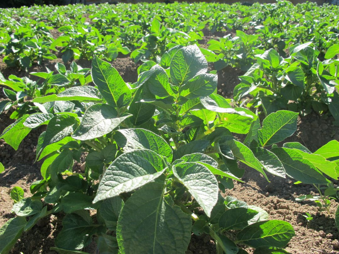Plantación de patatas Plantación de patatas