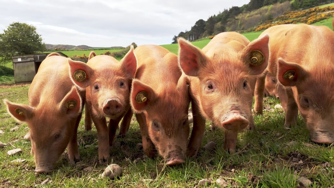 El cierre de la hostelería ha provocado un descenso en las ventas de productos como el cochinillo El cierre de la hostelería ha provocado un descenso en las ventas de productos como el cochinillo