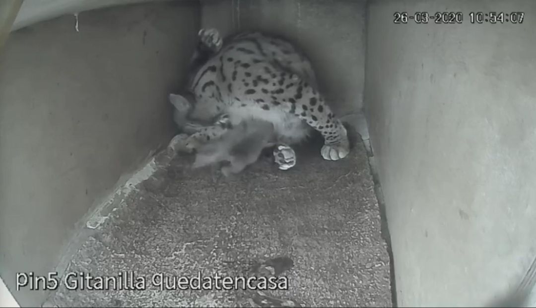 La Gitanilla con sus dos crías tras el parto. La Gitanilla con sus dos crías tras el parto.