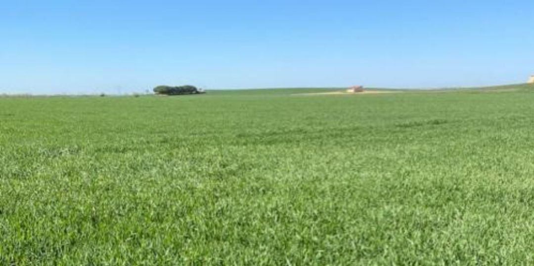 Imagen de una parcela de cultivo Imagen de una parcela de cultivo