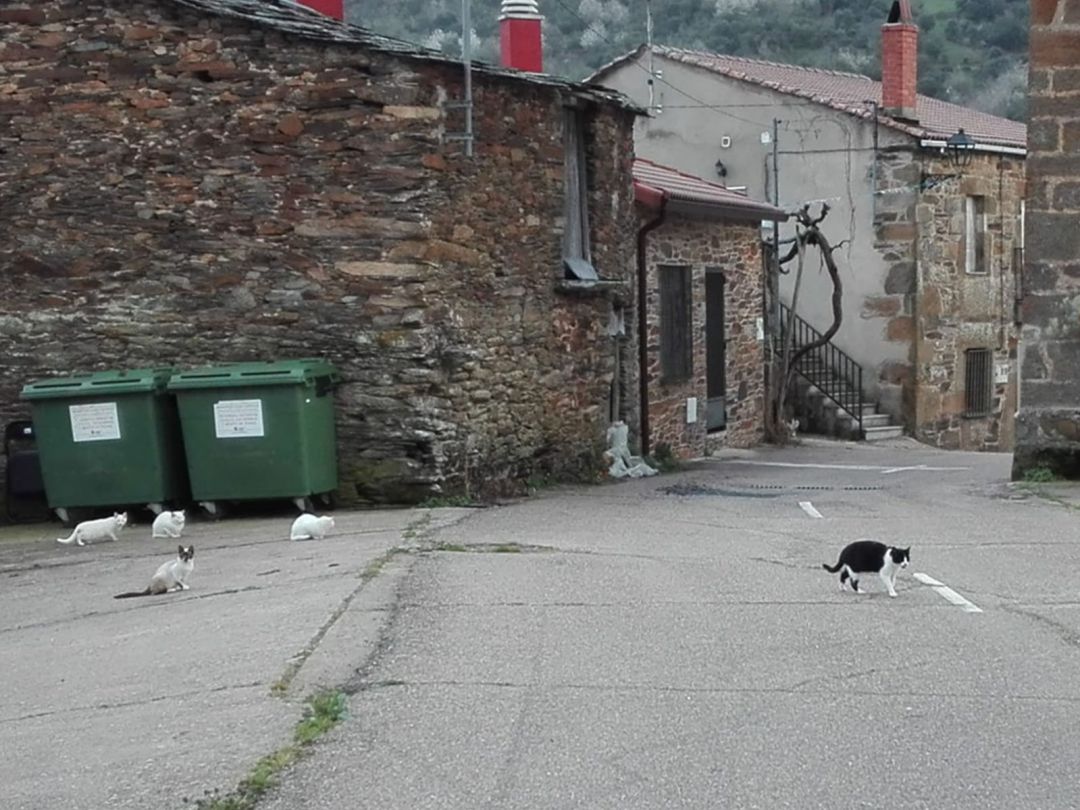 El comité felino de bienvenida a la entrada de Villarino de Manzanas El comité felino de bienvenida a la entrada de Villarino de Manzanas