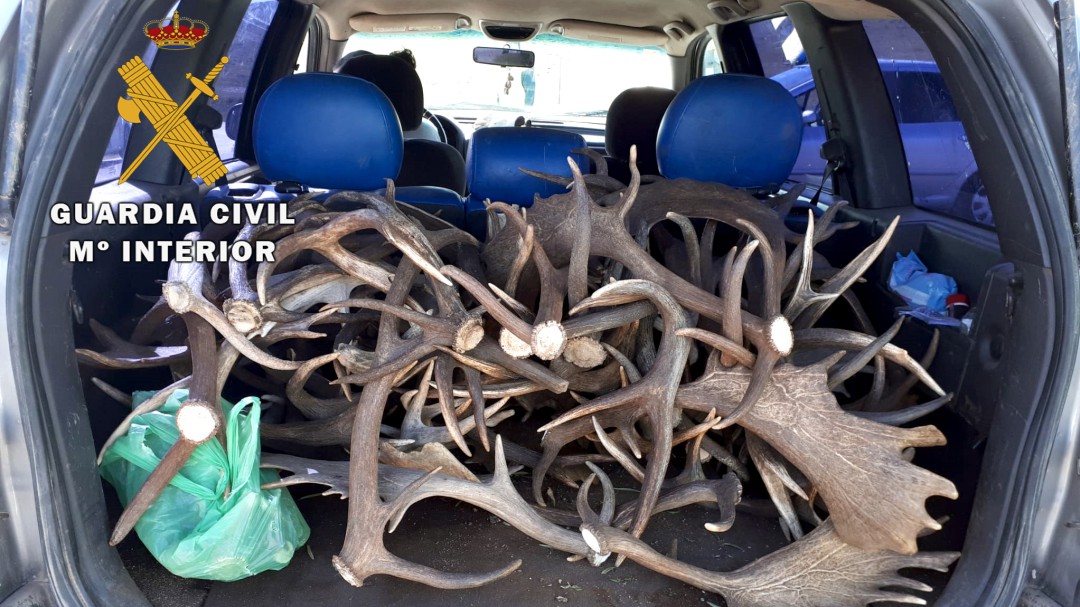 Intervienen 69 kilos de cuernas en tres operaciones