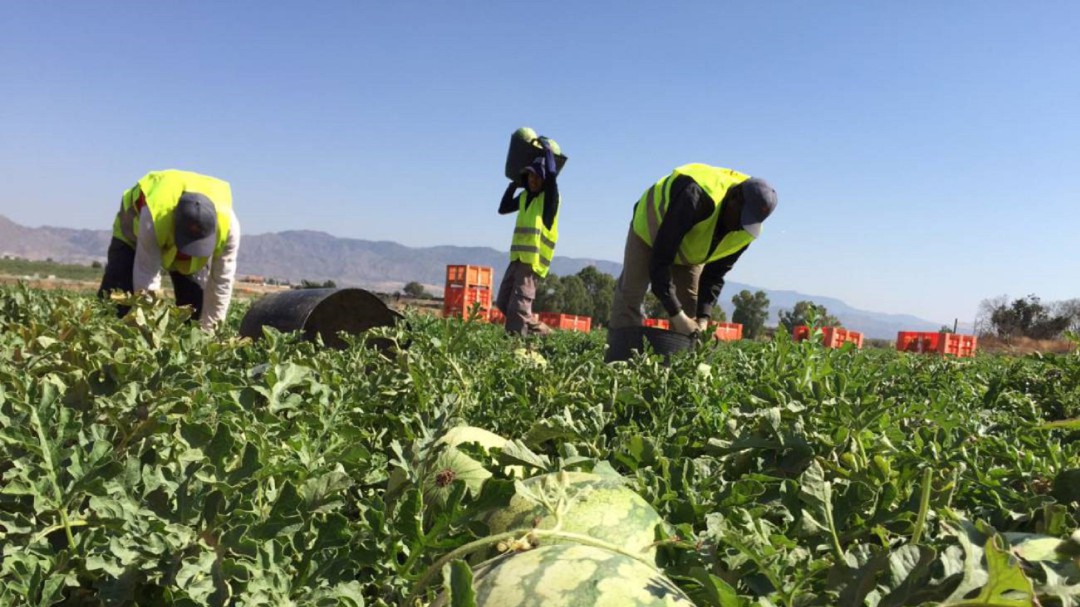 Agricultores y ganaderos de Baza y Huéscar también piden equipos de protección