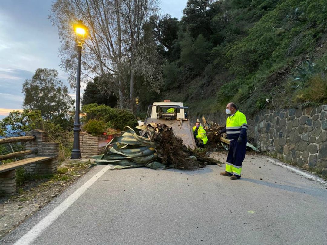 Varios operarios retiran las plantas que impedían el acceso a este municipio del Valle del Genal Varios operarios retiran las plantas que impedían el acceso a este municipio del Valle del Genal