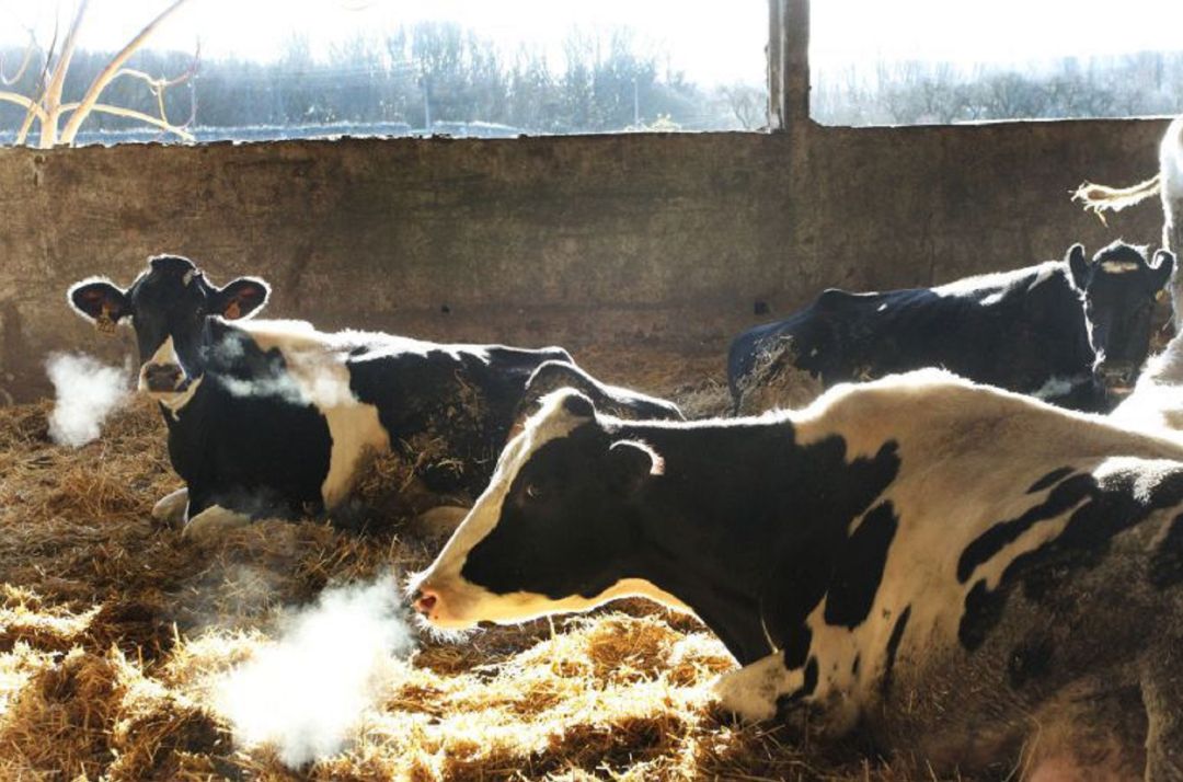 Explotación ganadera de vacas de leche Explotación ganadera de vacas de leche