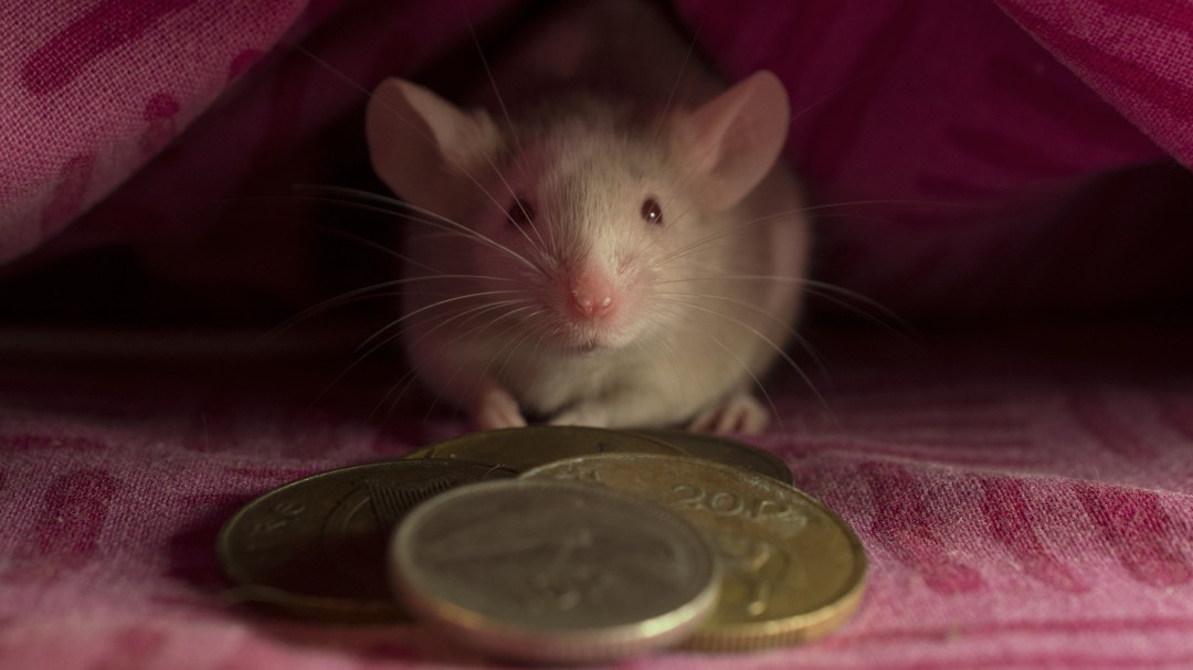 El Ratoncito Pérez tiene "permiso" para saltarse el confinamiento