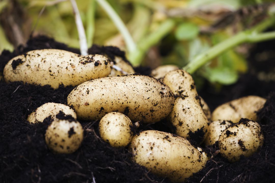 Preocupa la situación de los cultivadores de patatas por el cierre de la hostelería Preocupa la situación de los cultivadores de patatas por el cierre de la hostelería