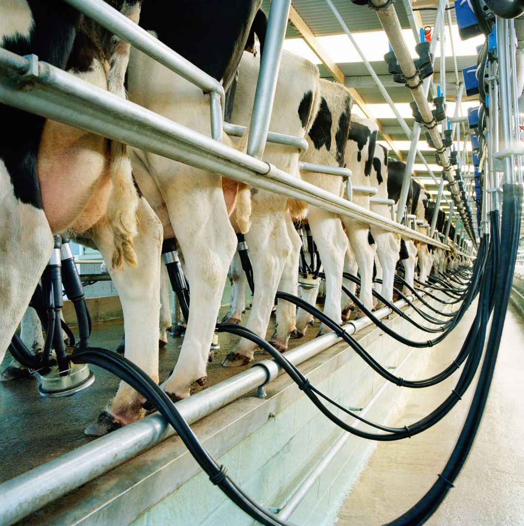 Los 20.000 litros de leche, donados por Leche Gaza, serán distribuidos entre los hospitales de la Comunidad Autónoma Los 20.000 litros de leche, donados por Leche Gaza, serán distribuidos entre los hospitales de la Comunidad Autónoma