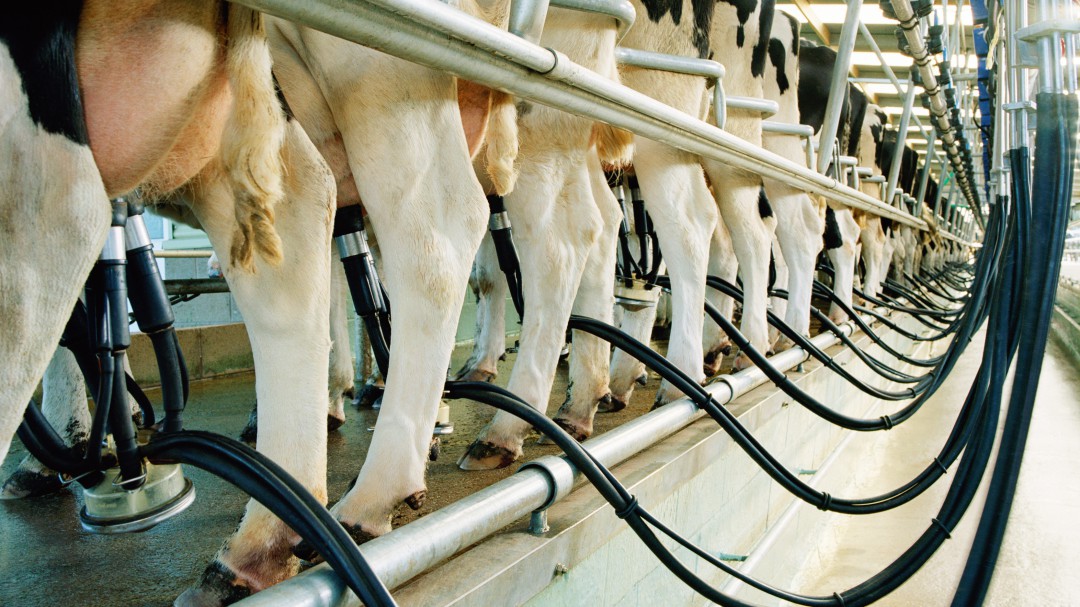Gaza entrega 20.000 litros de leche a los hospitales de Castilla y León