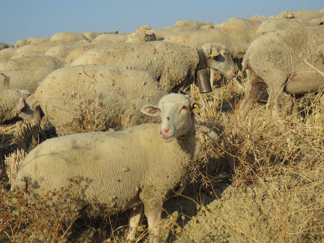 Ganadería ovina en Córdoba Ganadería ovina en Córdoba