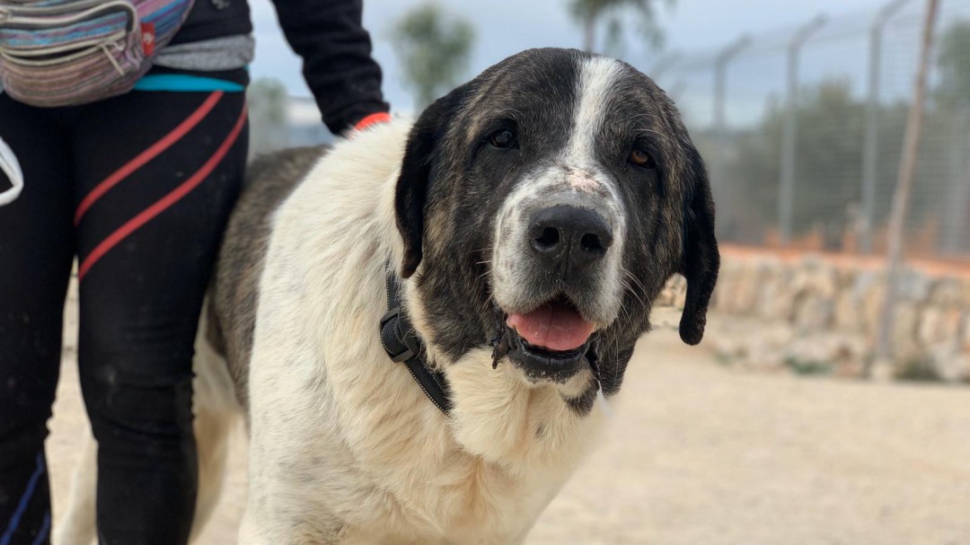 ¿Se pueden adoptar perros durante el estado de alarma por el coronavirus?