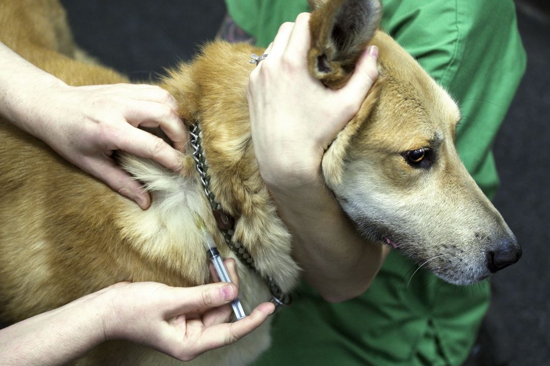 El calendario de vacunación de los animales domésticos sigue vigente en el estado de alarma El calendario de vacunación de los animales domésticos sigue vigente en el estado de alarma