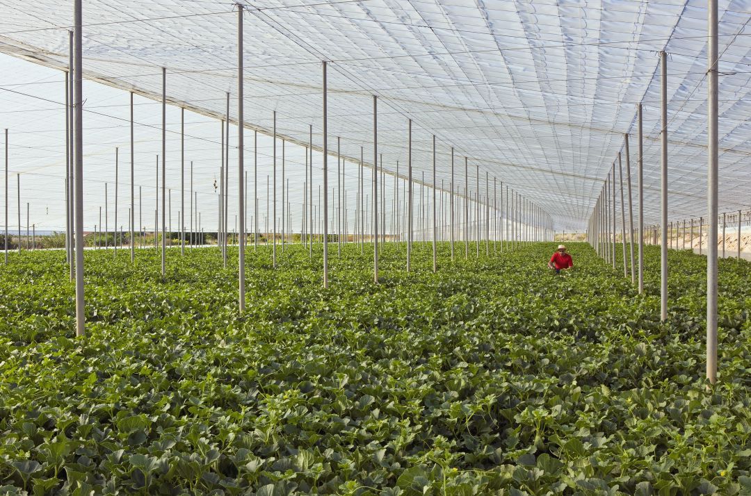 Los contratos en el campo se incrementaron un 13,5% en marzo por la falta de mano de obra Los contratos en el campo se incrementaron un 13,5% en marzo por la falta de mano de obra
