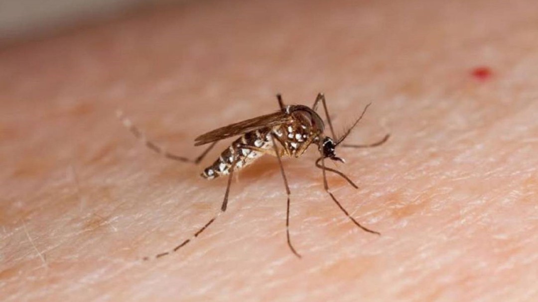 Aprobada la ordenanza para el control del mosquito tigre en València