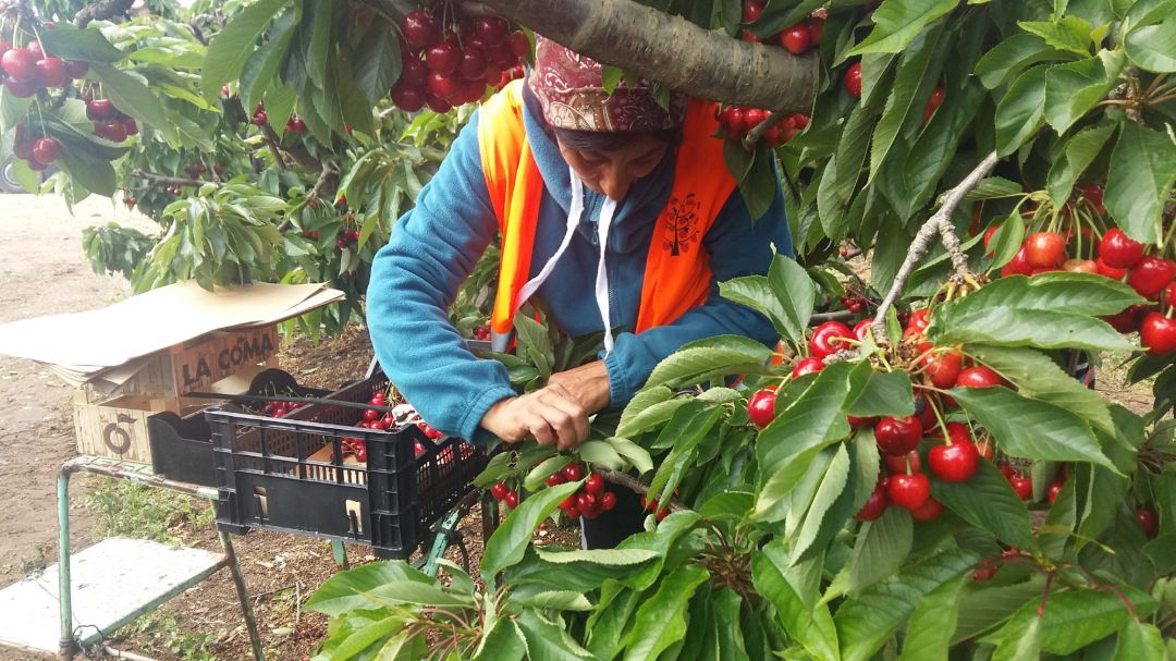 Una temporera recogiendo cerezas en una imagen de archivo Una temporera recogiendo cerezas en una imagen de archivo