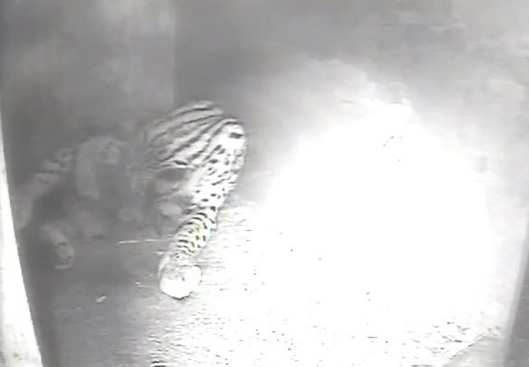 La hembra "Kolia" cuidando dentro de un paridero uno de sus cachorros del año 2018 La hembra "Kolia" cuidando dentro de un paridero uno de sus cachorros del año 2018