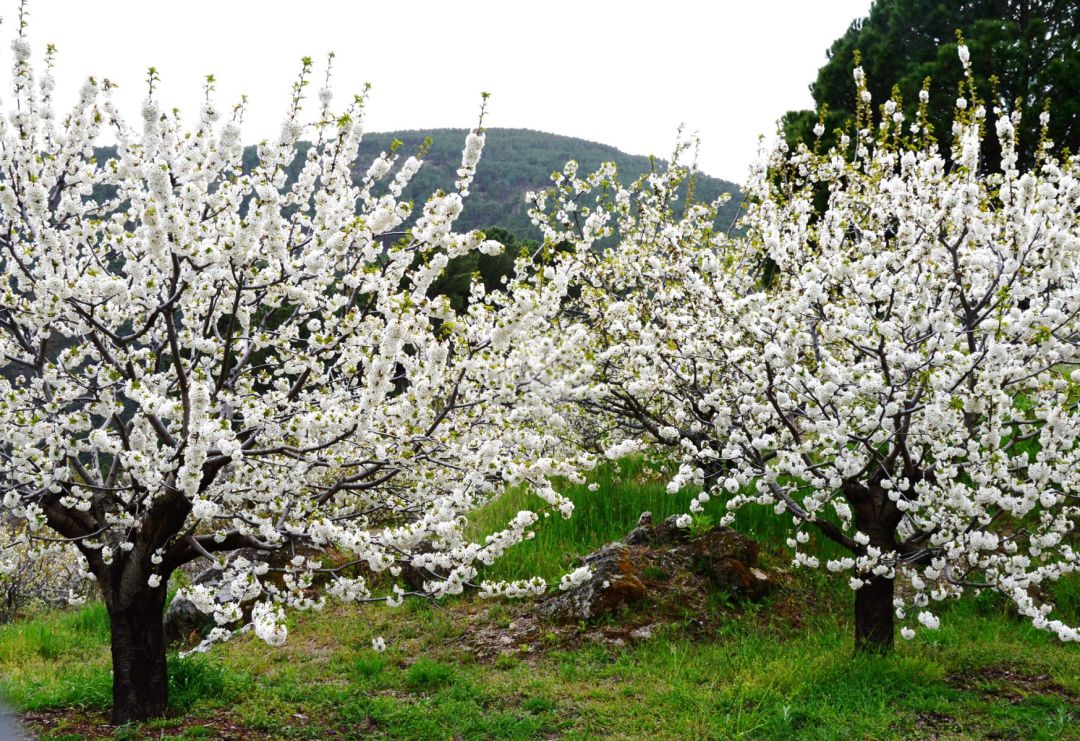 Cerezos en flor en El Hornillo Cerezos en flor en El Hornillo