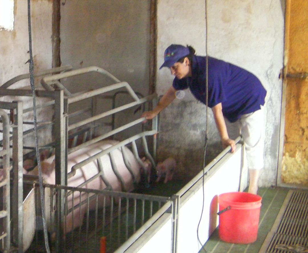 Rosa Arranz alimenta a los cochinillos en la nave de cerdos familiar Rosa Arranz alimenta a los cochinillos en la nave de cerdos familiar