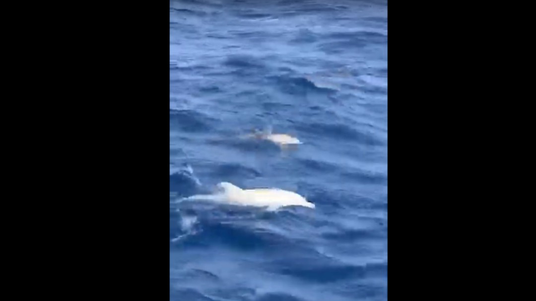 Unos pescadores captan un delfín albino en aguas canarias