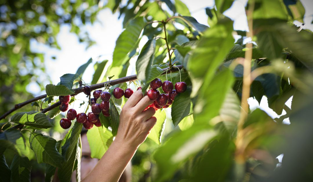 Los agricultores jiennenses podrán tener acceso a mano de obra durante la crisis sanitaria Los agricultores jiennenses podrán tener acceso a mano de obra durante la crisis sanitaria