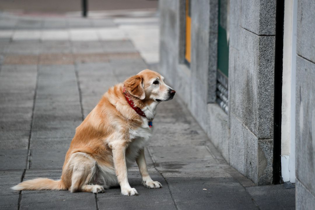 Perro esperando a su dueña delante de una farmacia Perro esperando a su dueña delante de una farmacia