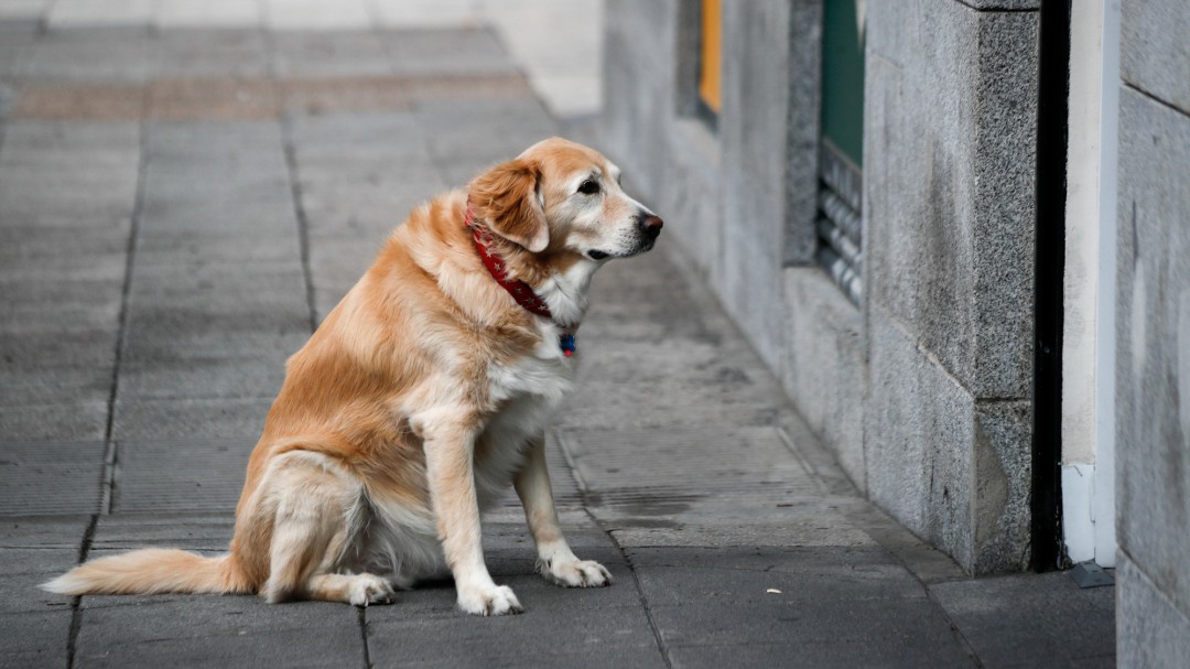 AcunhaDos le canta a los perros explotados