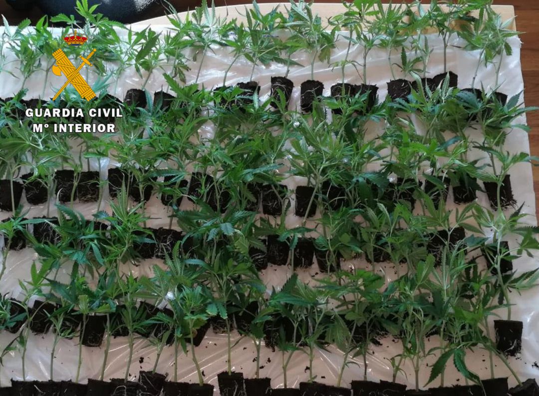 Plantas de marihuana. Plantas de marihuana.