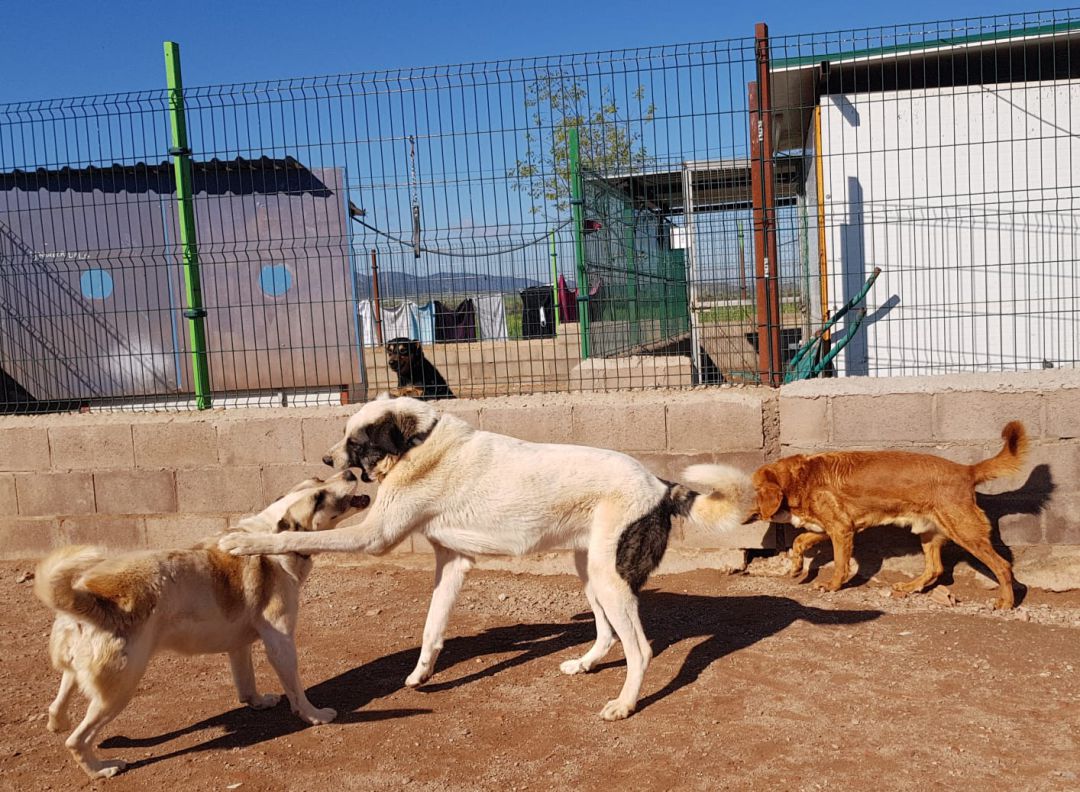 Perros en el albergue de Huellas Puertollano Perros en el albergue de Huellas Puertollano
