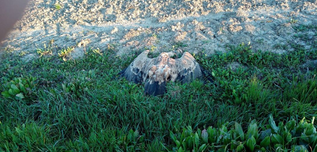 Uno de los animnales envenenados es este buitre que ha aparecido muertos en Arrazua Ubarrundia Uno de los animnales envenenados es este buitre que ha aparecido muertos en Arrazua Ubarrundia