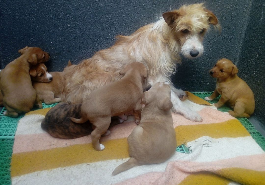 Lara y sus cachorros en el Centro de Acollida Caan de la Diputación de Pontevedra Lara y sus cachorros en el Centro de Acollida Caan de la Diputación de Pontevedra